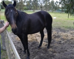 broodmare and weanling